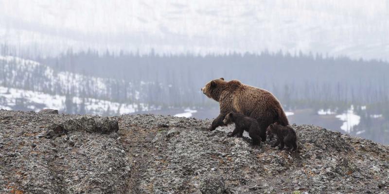 乳糖不耐也能享口福！5种高营养奶酪替代品深度测评与美食分享