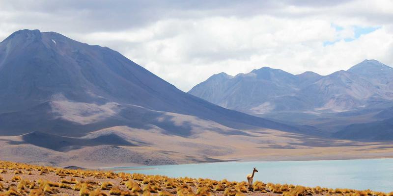 从传统到创新：探索奶酪的醇香世界与木兰奶酪的独特魅力
