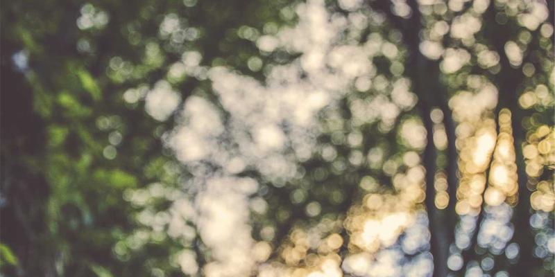 从芝士到奶酪：家庭自制完整教程与创意食谱