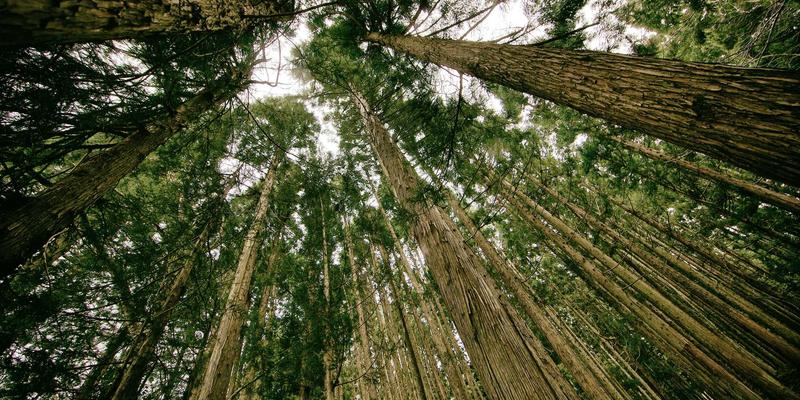从芝士到木兰奶酪:探索奶酪品鉴与美食搭配的最佳实践