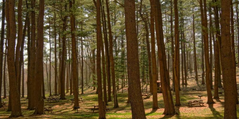 奶酪产品保鲜全攻略：避开常见误区，解锁芝士食谱美味秘诀