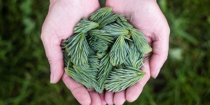 山羊芝士与绵羊芝士的风味对决：从奶源到餐桌的美食密码