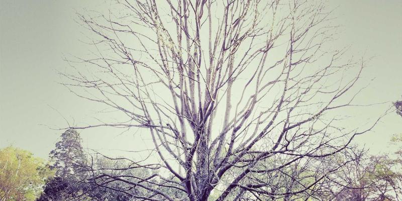 木兰奶酪:穿越时光的醇香,美食家私藏的风味密码