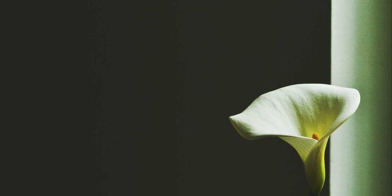 芝士的华丽变身：揭秘分子料理中的奶酪泡沫与凝胶技术